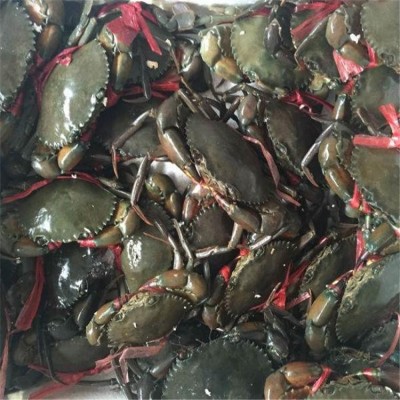 缅甸蟹 餐饮螃蟹采购 鲜活水产 量大价优 库存充足图3