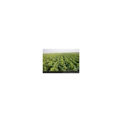 昌乐白菜大白菜优质娃娃菜优质露天白菜高品质出口白菜图2