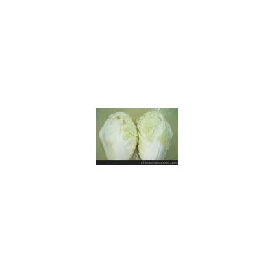 大白菜批发 山东大白菜青岛峰龙蔬菜种植各种优质大白菜蔬菜批发图2
