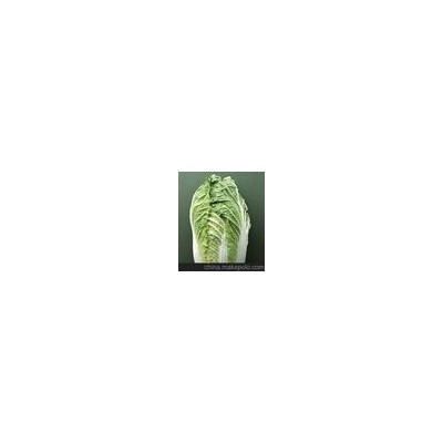 大白菜批发 山东大白菜青岛峰龙蔬菜种植各种优质大白菜蔬菜批发
