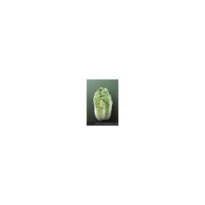大白菜批发 山东大白菜青岛峰龙蔬菜种植各种优质大白菜蔬菜批发图3