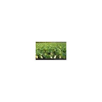 白萝卜批发 批发各种优质放心蔬菜绿色蔬菜专业种植高品质白萝卜