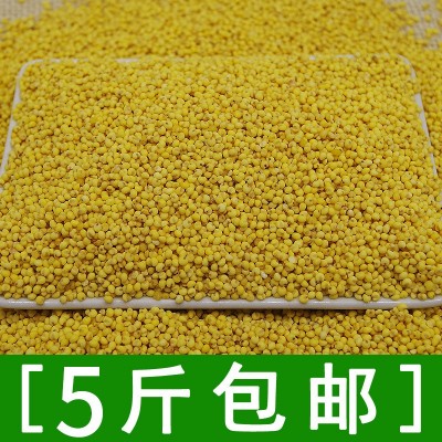 农家特产糯小米大黄米粘小米能熬出米油500g 量大优惠图4