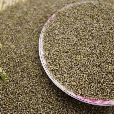 北方特产黑小米微黑小米　煮黑小米粥 500g