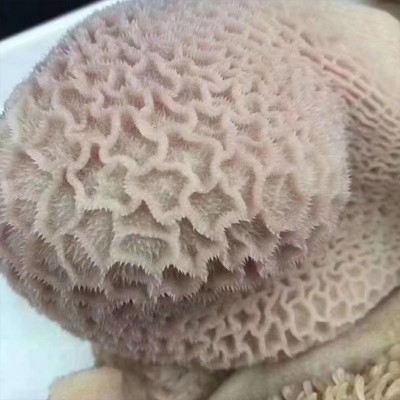 鹿肚东北特产梅花鹿鹿肚营养美味鹿百叶新鲜涮火锅必备热销鲜鹿肚图3