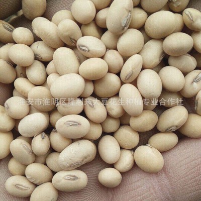 厂家供应农家自产翠扇苏北大豆 黄豆磨豆浆做豆腐苏北大豆图3