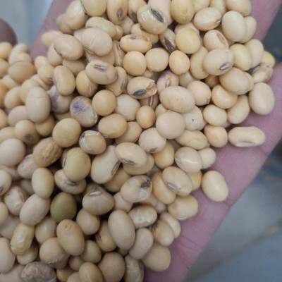 农家自产大黄豆 大黄豆打豆浆原料 农家食用黄豆图2