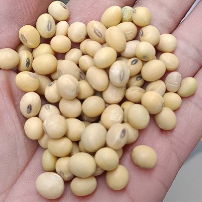 大颗粒豆低温烘培现磨豆浆豆腐脑 食用黄豆 五谷杂粮可订购图2