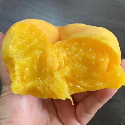 黄金蟠桃新鲜水果现摘桃子黄肉毛桃非油桃水蜜桃黄桃批发一件代发