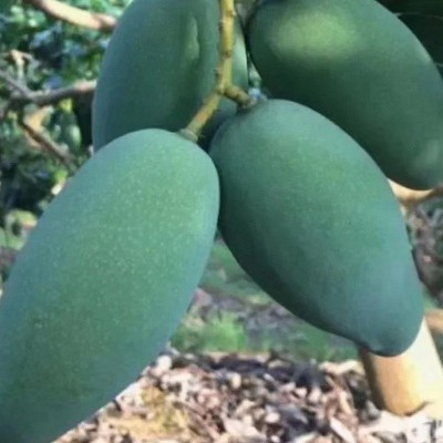 芒果批发广西金煌芒新鲜当季热带水果青芒果园直发图3
