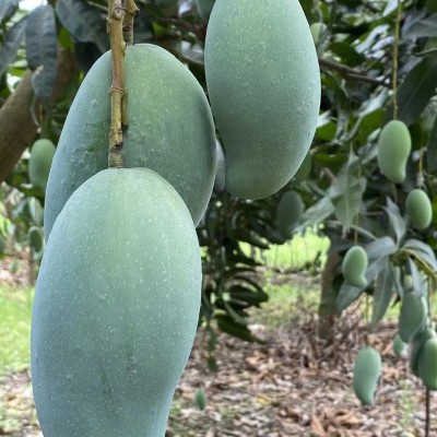 芒果批发广西金煌芒新鲜当季热带水果青芒果园直发图4