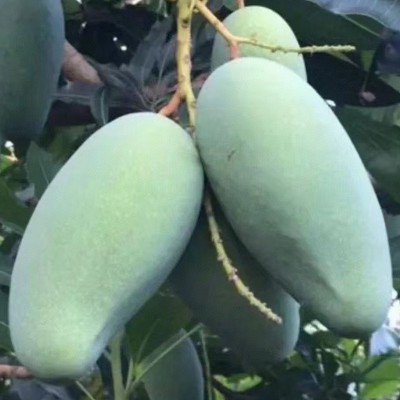 芒果批发广西金煌芒新鲜当季热带水果青芒果园直发图2