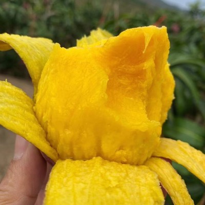 批发台农芒果海南小台芒新鲜芒果台农直发芒果应当季水果现摘热带图2