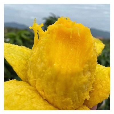批发台农芒果海南小台芒新鲜芒果台农直发芒果应当季水果现摘热带图3