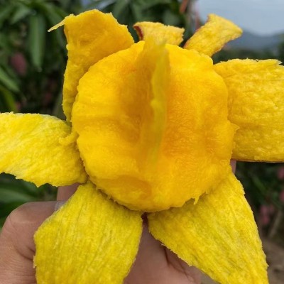 批发台农芒果海南小台芒新鲜芒果台农直发芒果应当季水果现摘热带