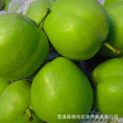 新品六月梨酥脆1号梨应季新鲜水果早酥梨肉细味甜多汁产地直发