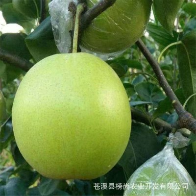 新品六月梨酥脆1号梨应季新鲜水果早酥梨肉细味甜多汁产地直发图5