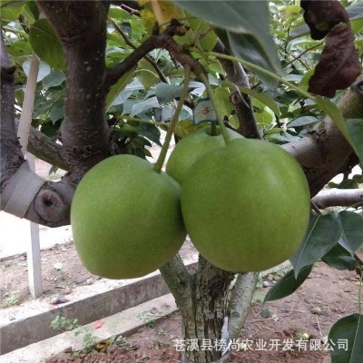 新品六月梨酥脆1号梨应季新鲜水果早酥梨肉细味甜多汁产地直发图3