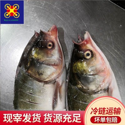水产批发白阳雨白鲢鱼鱼头 冷冻食材餐饮自助餐烧烤鱼头 水产海鲜