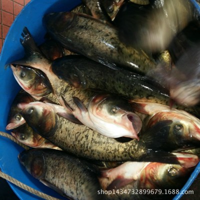 常年供应花鲢鱼大鱼头0.5-2斤冷链运输新鲜保障清蒸火锅食材图4
