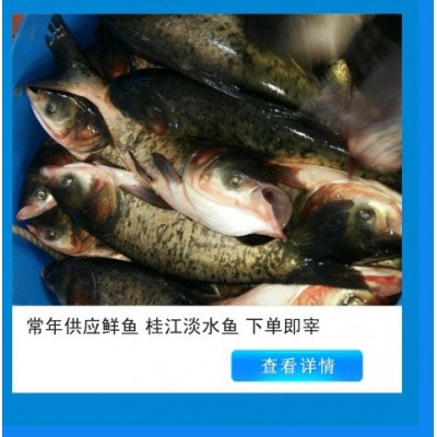 常年供应花鲢鱼大鱼头0.5-2斤冷链运输新鲜保障清蒸火锅食材图2