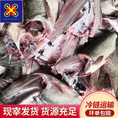 现货供应新鲜活鱼白鲢鱼中段 冷冻包装鱼块 酒店食材批发