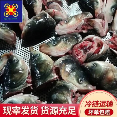 白阳雨现宰花鲢鱼鱼嘴适宜火锅清蒸红烧川湘粤菜