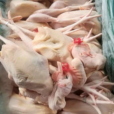 常年供应养殖100天清远麻鸡开膛净重2-4斤鸡肉适宜蒸白切盐焗鸡