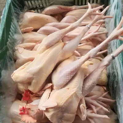 常年供应养殖100天清远麻鸡开膛净重2-4斤鸡肉适宜蒸白切盐焗鸡图2