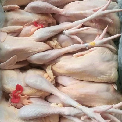 常年供应养殖100天清远麻鸡开膛净重2-4斤鸡肉适宜蒸白切盐焗鸡图4