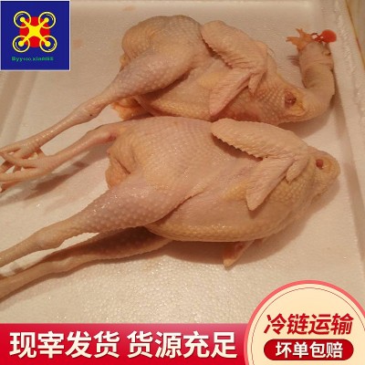 供应养殖45天三黄鸡净膛1.6-3.6斤鸡肉蒸烧焖都适宜冷链运营