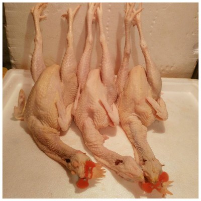 供应养殖45天三黄鸡净膛1.6-3.6斤鸡肉蒸烧焖都适宜冷链运营图4