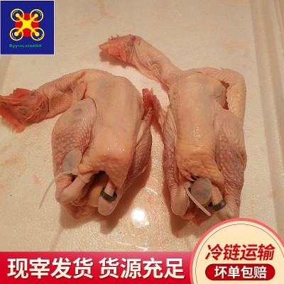饲养130天白阳雨清远鸡 冷冻整鸡冻鸡食品半成品餐饮食材批发图2