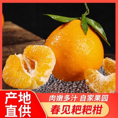四川耙耙柑春见酵素种植不知火5/8斤新鲜应季水果礼盒装一件代发