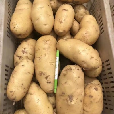 新鲜黄心土豆批发零售 农家蔬菜马铃薯 当天现挖 基地长期供应图3