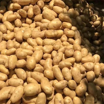 新鲜黄心土豆批发零售 农家蔬菜马铃薯 当天现挖 基地长期供应