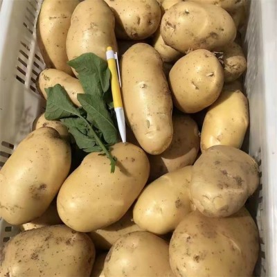 新鲜黄心土豆批发零售 农家蔬菜马铃薯 当天现挖 基地长期供应图2