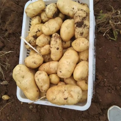 新鲜黄心土豆批发零售 农家蔬菜马铃薯 当天现挖 基地长期供应图4