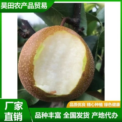 精品秋月梨 汁水充盈 肉质细脆 果实略呈扁形 果形端正 昊田农产品贸易图5