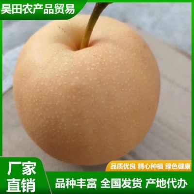 精品秋月梨 汁水充盈 肉质细脆 果实略呈扁形 果形端正 昊田农产品贸易图3