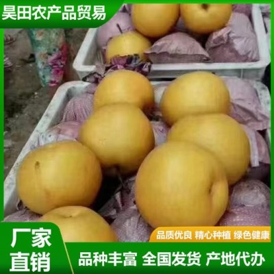 精品秋月梨 汁水充盈 肉质细脆 果实略呈扁形 果形端正 昊田农产品贸易图7
