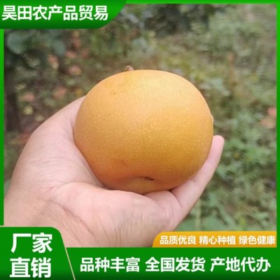 精品秋月梨 汁水充盈 肉质细脆 果实略呈扁形 果形端正 昊田农产品贸易