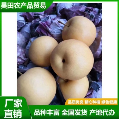 精品秋月梨 汁水充盈 肉质细脆 果实略呈扁形 果形端正 昊田农产品贸易图4