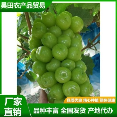 甜度高 晴王葡萄 果皮薄没有涩味感 颜值比较高 昊田农产品贸易图5