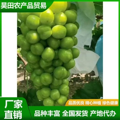 甜度高 晴王葡萄 果皮薄没有涩味感 颜值比较高 昊田农产品贸易图6