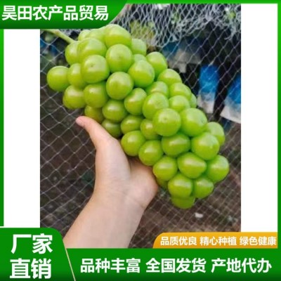 甜度高 晴王葡萄 果皮薄没有涩味感 颜值比较高 昊田农产品贸易图8
