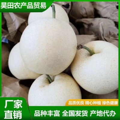 白皇冠梨 大量供用中 当季新鲜水果 果肉细脆无渣 汁液甘甜 清香 昊田图3