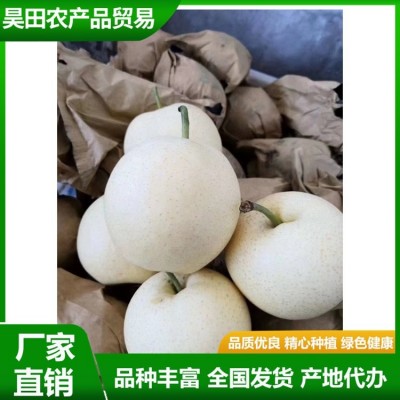 白皇冠梨 大量供用中 当季新鲜水果 果肉细脆无渣 汁液甘甜 清香 昊田图4