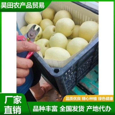 白皇冠梨大量供用中 当季新鲜水果 汁多甘甜 肉质细脆 昊田农产品图2