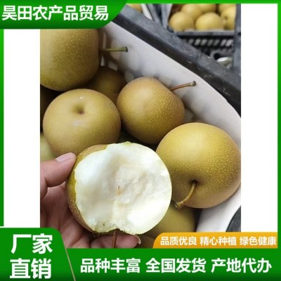 白皇冠梨大量供用中 当季新鲜水果 汁多甘甜 肉质细脆 昊田农产品图3